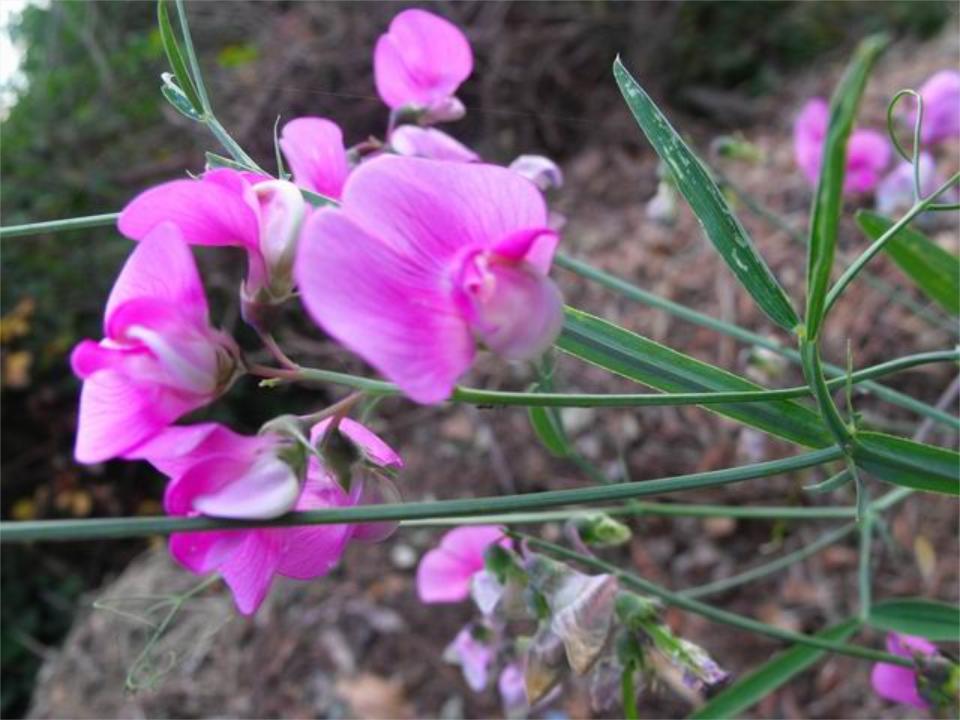 Conferma - Lathyrus cfr. sylvestris